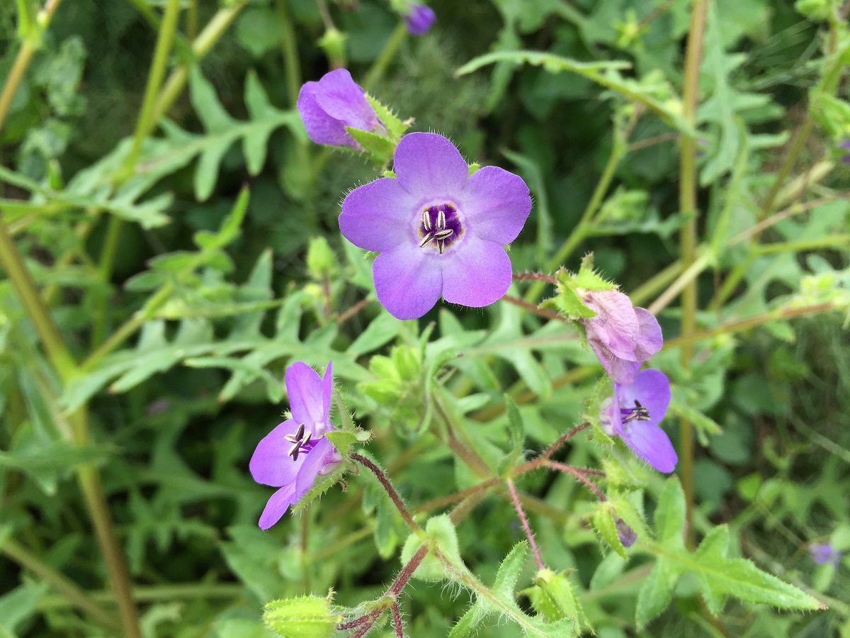 <p>Fiesta flower</p>