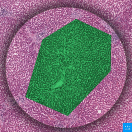 <p>Está formado por <strong>placas hexagonales de hepatocitos</strong> apilados unos sobre otros. Dentro de cada placa, los hepatocitos irradian hacia fuera desde una vena central. A medida que se extienden hacia la periferia, los hepatocitos se organizan en tiras. Los <strong>sinusoides hepáticos</strong> se desplazan entre las tiras de hepatocitos y drenan en la v<strong>ena central</strong>. En cada esquina del lobulillo clásico hexagonal hay un <strong>canal portal</strong>, lo que hace un total de seis por cada lobulillo. Estos canales portales se componen de las <strong>tríadas portales</strong>, que están rodeadas de tejido conjuntivo estroma laxo. Entre el tejido conjuntivo de los canales portales y los hepatocitos hay un espacio periportal (<strong>espacio de Moll</strong>), donde se produce la linfa.</p>