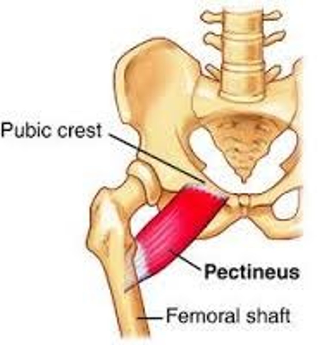 <p>-Origin Pectineal line of the pubic bone</p><p>-Insertion Pectineal line of the femur</p><p>-Nerve Femoral nerve, sometimes obturator nerve</p><p>-Actions flexion and adduction of thigh</p>