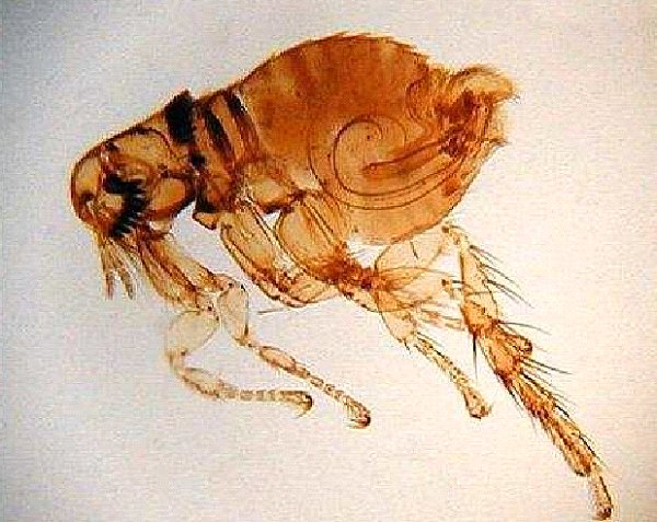 <p>Identify (Grouping(s), Phylum, Subphylum, Class, Order)</p>