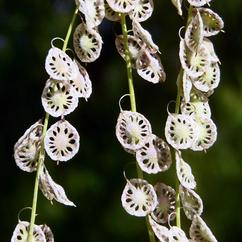 <p>Fringe Pod/ Lacepod</p>