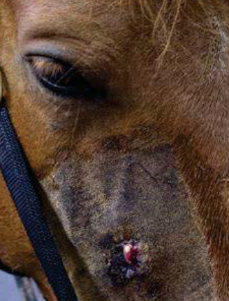 <p>What dental abnormality is this?</p>
