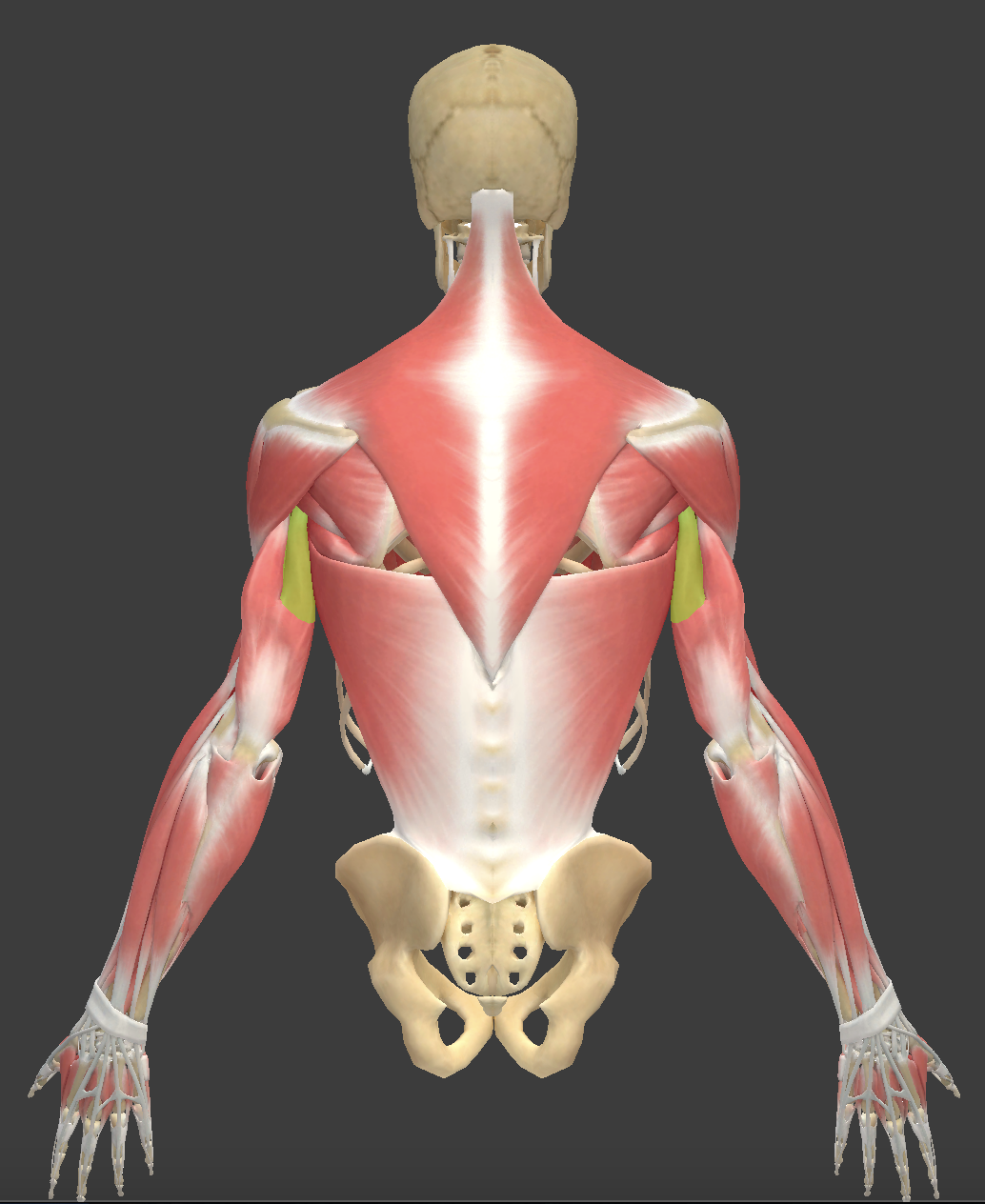 term image