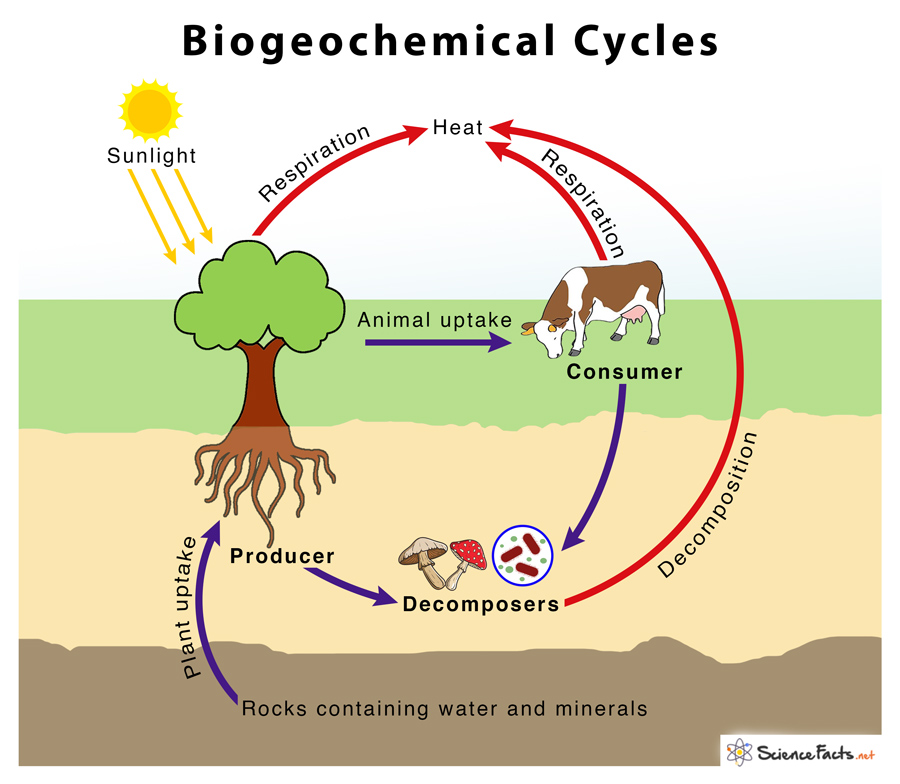 <p>Pathways by which nutrients move through ecosystems from the nonliving environment to living organisms and back.</p>