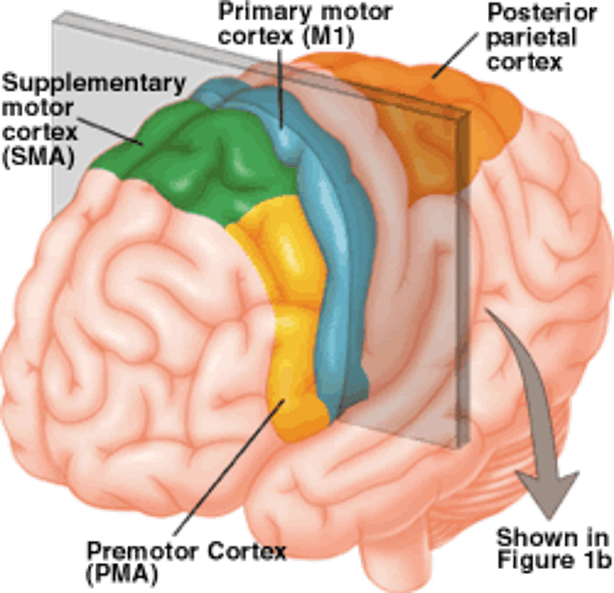 <p>complex planning of movement of postural/trunk &amp; large limb muscles (torso, shoulders, abdomen)<br>- anterior to M1 &amp; inferior to SMA; sends info to SMA<br>- anti-gravity control; keeping ourselves <b>UPRIGHT</b><br>- planning/refining movements based on sensory input<br>- how to start &amp; stop <br>- oops! center for motion; "did we execute that movement correctly? or does it need to be refined/updated?"</p>