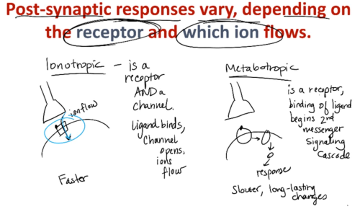 <p>ionotropic → faster</p><p>metabotropic → slower, long-lasting changes</p>