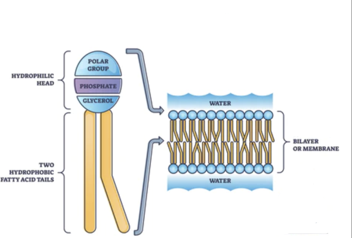 <p>Major components of cell membranes</p><ul><li><p>Two fatty acids - glycerol - phosphate</p></li></ul><p>Assembled as a bilayer in H₂O</p><ul><li><p>Tails are hydrophobic</p></li><li><p>Head is hydrophillic</p></li></ul>