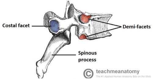 <p>Unique features of<strong> thoracic vertebrae:</strong></p><p>__ for <strong>articulation with</strong> <strong>ribs</strong></p>