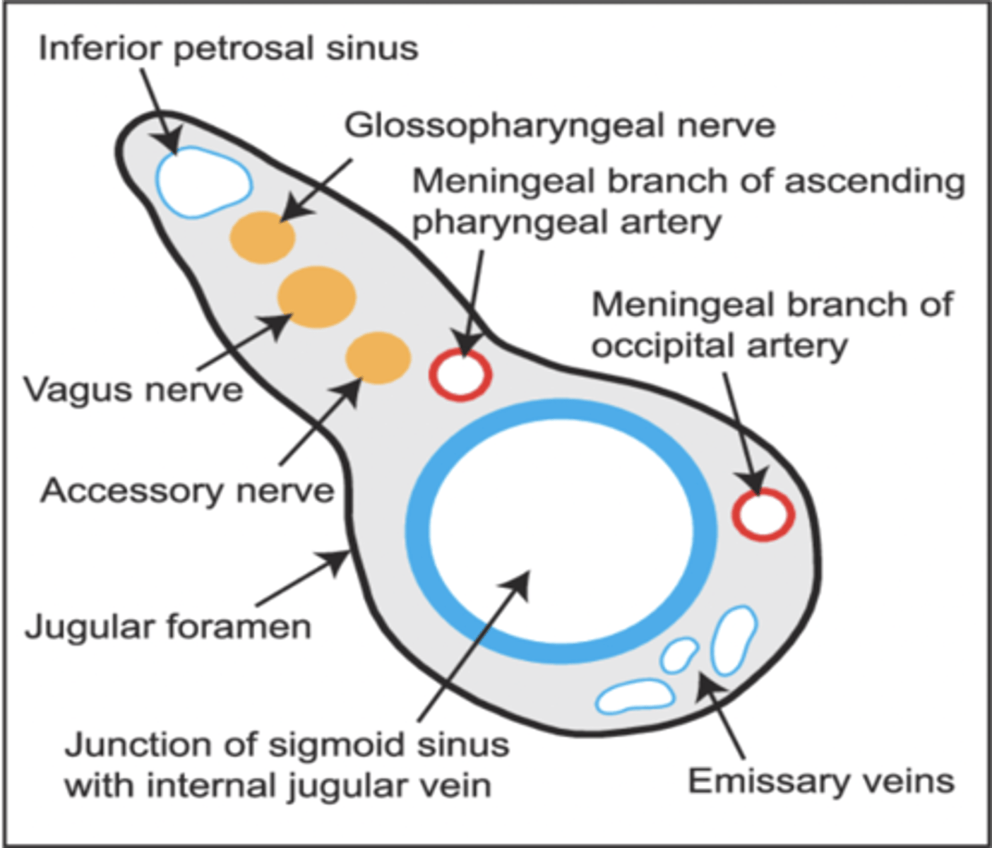 <p>Glossopharyngeal nerve (CN IX)</p><p>Vagus nerve (CN X)</p><p>Spinal accessory nerves (CN XI)</p><p>Internal jugular vein</p>