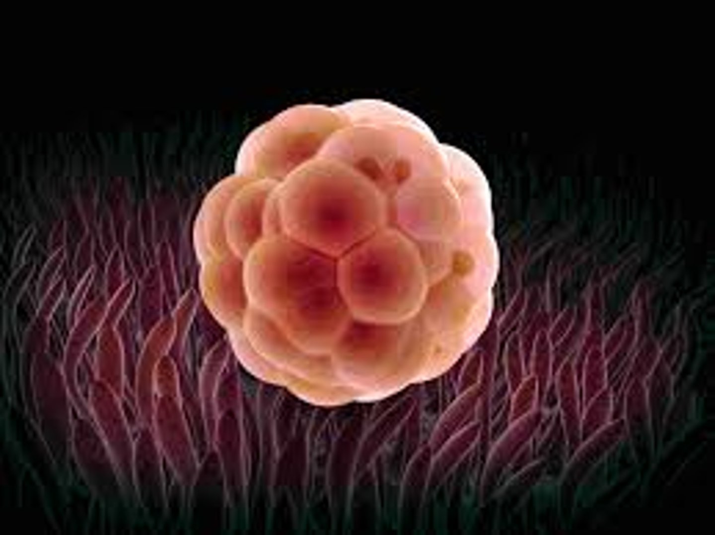 <p>identify the stage of fertilization:</p>