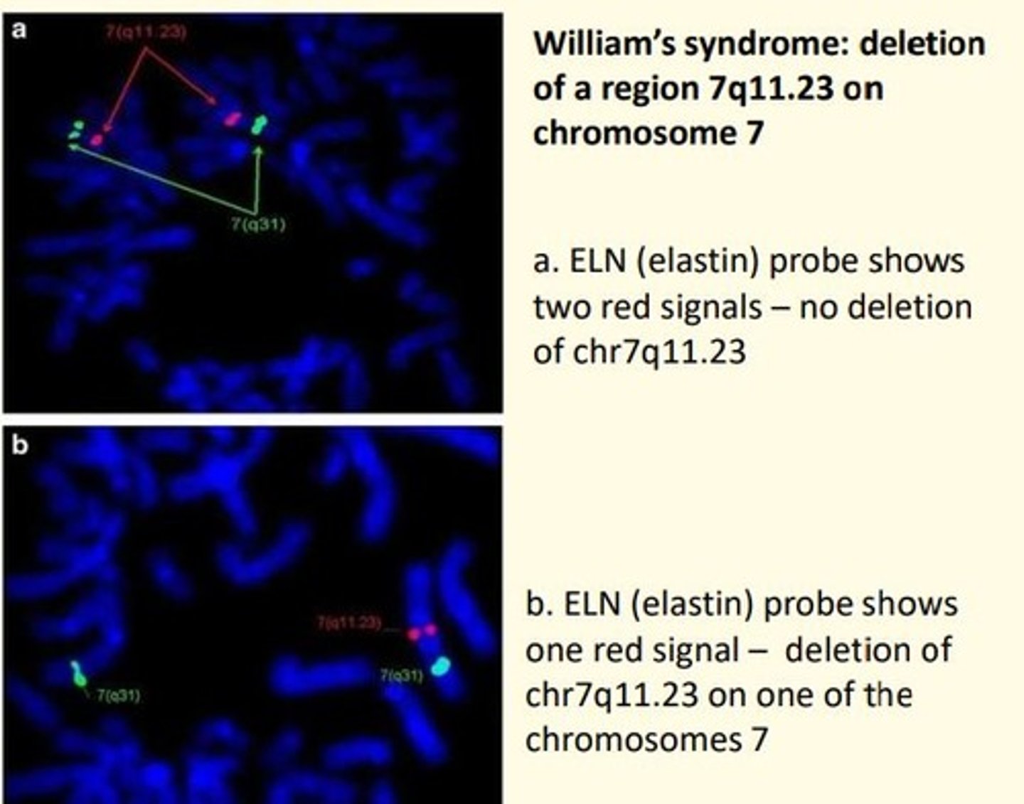 <p>FISH detects and localizes specific DNA sequences using fluorescently labeled complementary DNA probes</p>