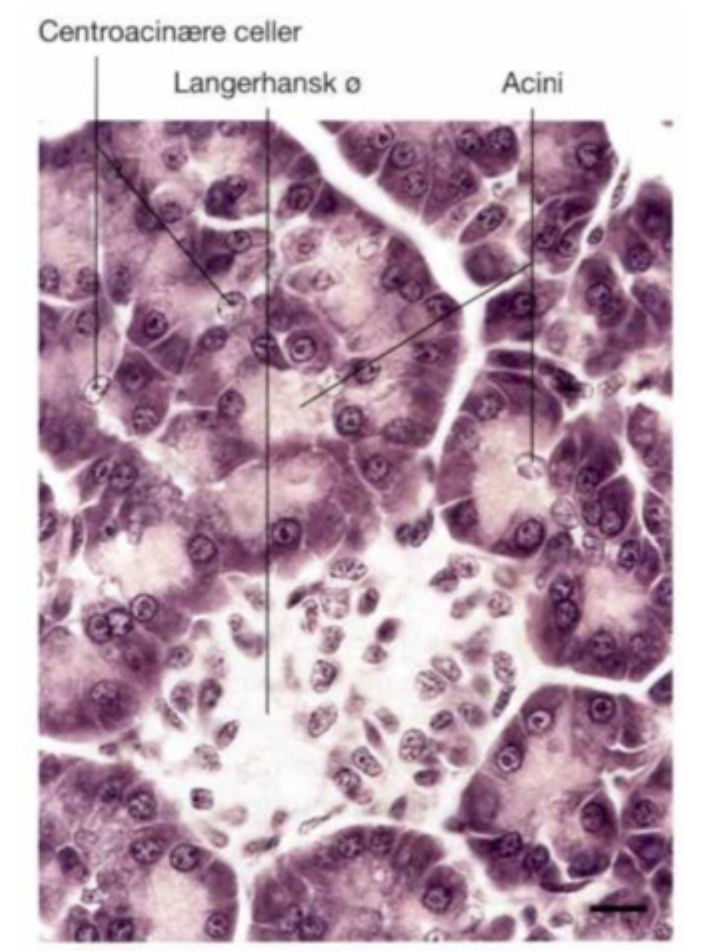 <p>Som <strong>lyse opklaringer</strong> mellem de mørke exokrine acini</p>