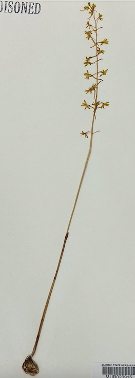 <p>Order? Family? Species? Stage of life?</p>