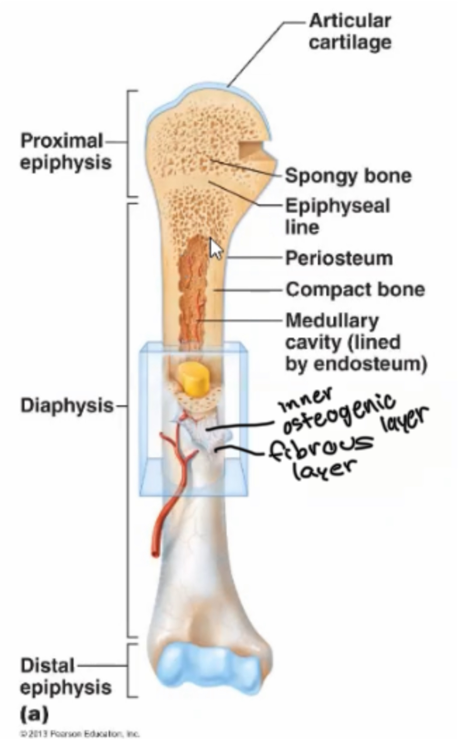 <p>(Part of periosteum) has elastic fibers, blood vessels and various types of bone cells, periosteum necessary for bone growth in diameter, repair, and nutrition, present in all bone types</p>