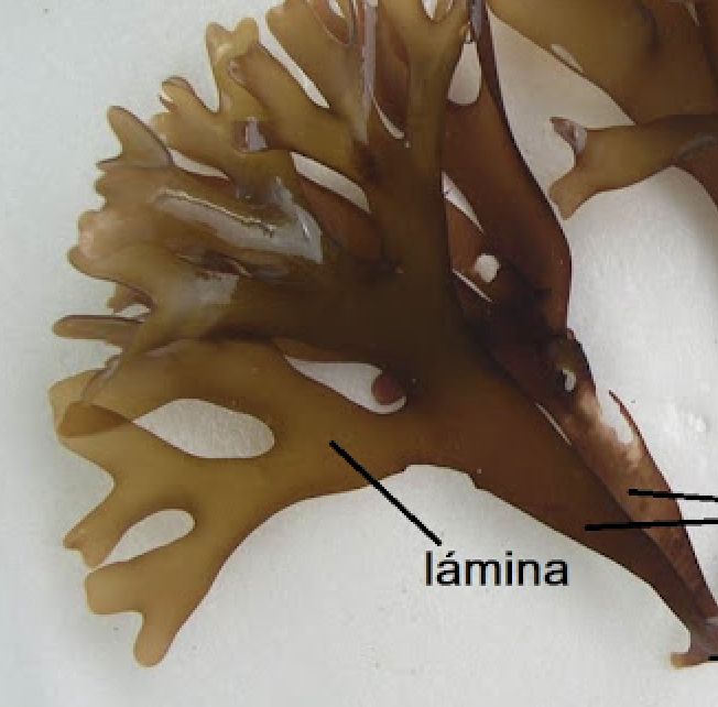 <p>Ocurren los procesos de respiración y fotosíntesis. Parte foliar del alga, puede tener una o varias hojas. </p><p>Puede ser rugosa y con perforaciones, entera y con bordes lisos, rota y con dientes. </p>