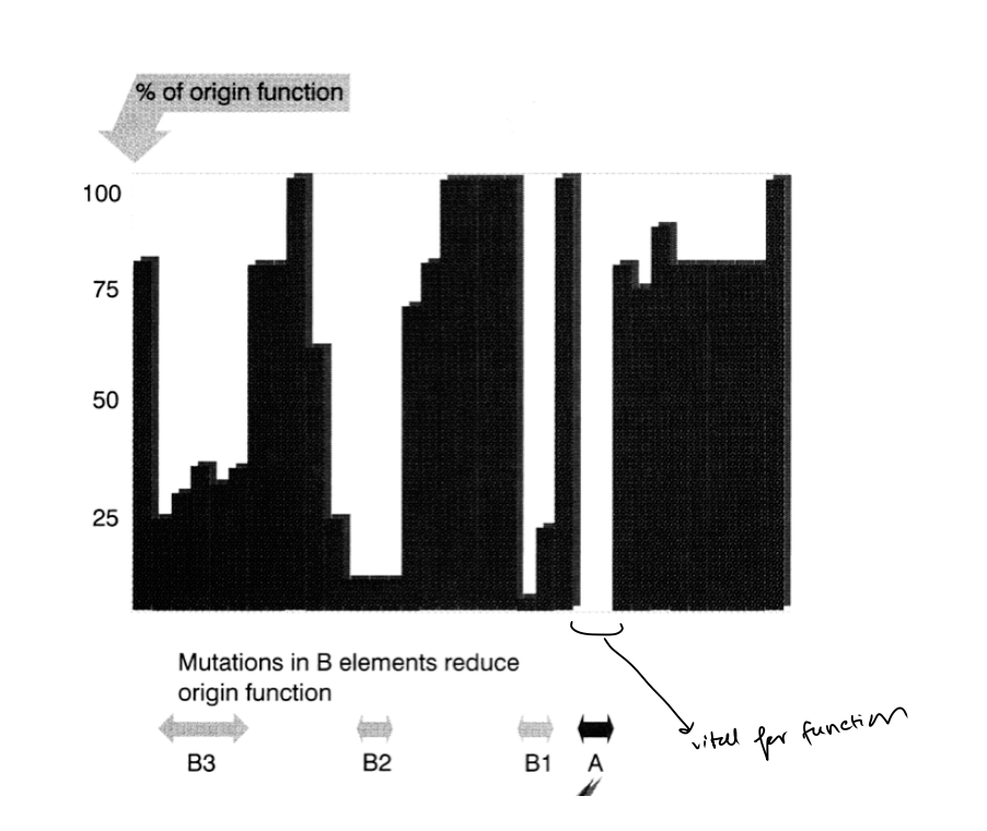 <ul><li><p>an essential consensus</p><ul><li><p>A box</p></li></ul></li><li><p>for ARS activity</p></li></ul><p></p>