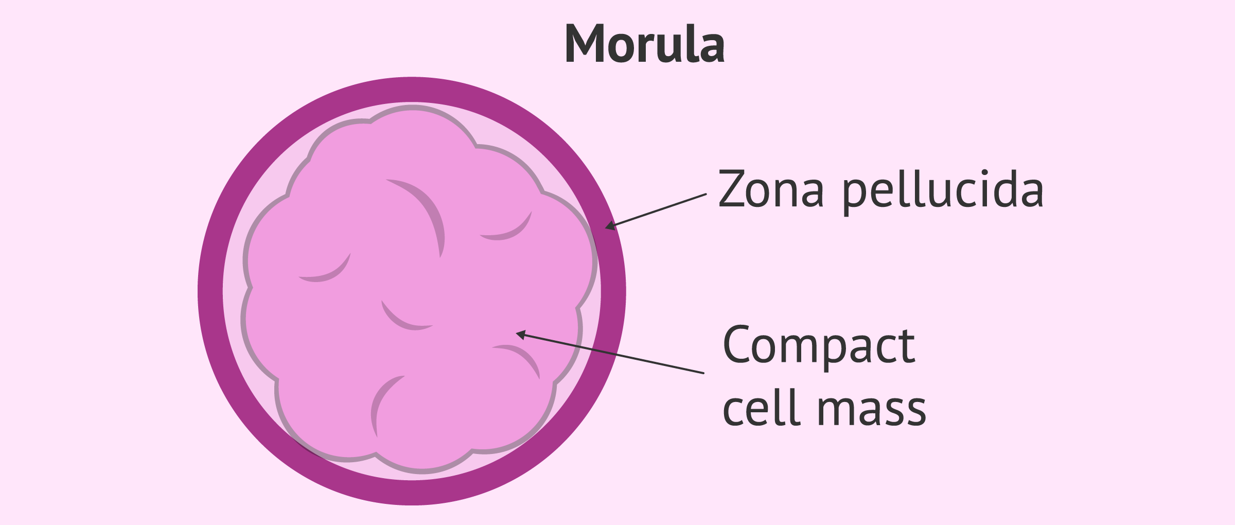 <p>What is the<strong> morula?</strong></p>
