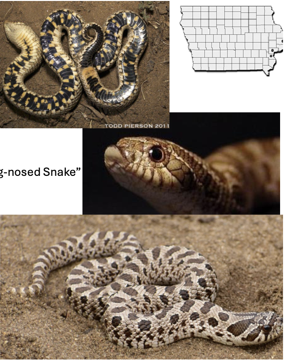 <p>plains hog-nosed snake </p><ul><li><p>tan w/dark brown blotches on back, belly shiny black with small yellow/white squares</p></li><li><p><strong>tail ventral black</strong></p></li><li><p>2 alternating rows of small spots on sides, <strong>paired dark neck spots </strong></p></li><li><p>scales <u>keeled,</u> anal plate <u>divided</u></p></li><li><p>enlarged rostral scale, <u>slight upturn</u></p></li></ul><p></p>