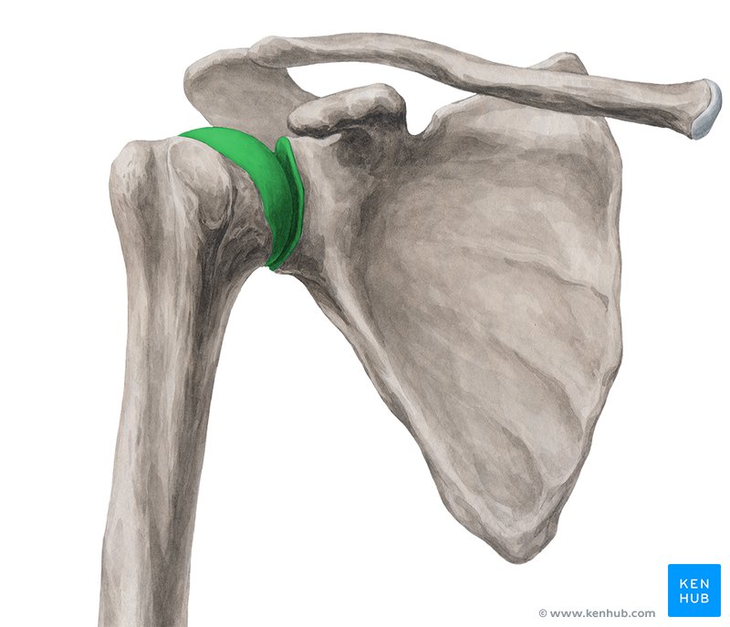 <p>Shoulder Joint (Humerus &amp; Scapula)</p>
