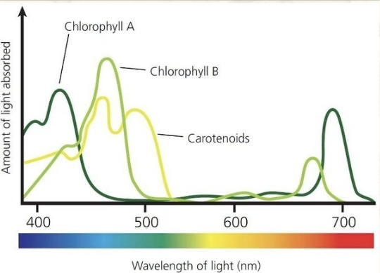 <p>Each line represents ONE TYPE of pigment.</p><p>→ More light absorption = faster photosynthesis</p><p></p>