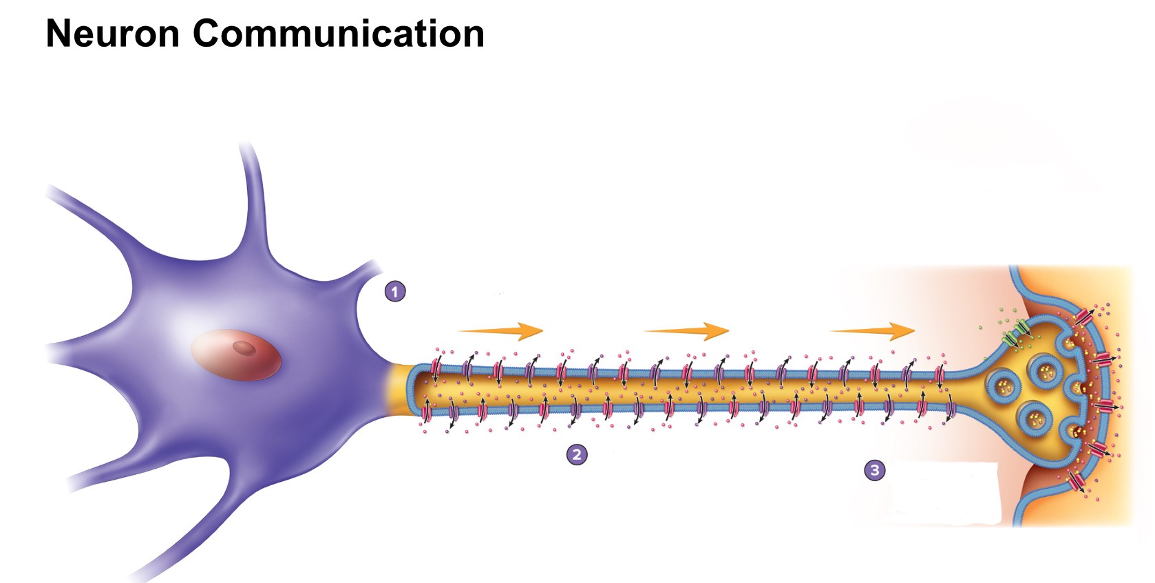 <p>what are the three steps for neuro communication?</p>