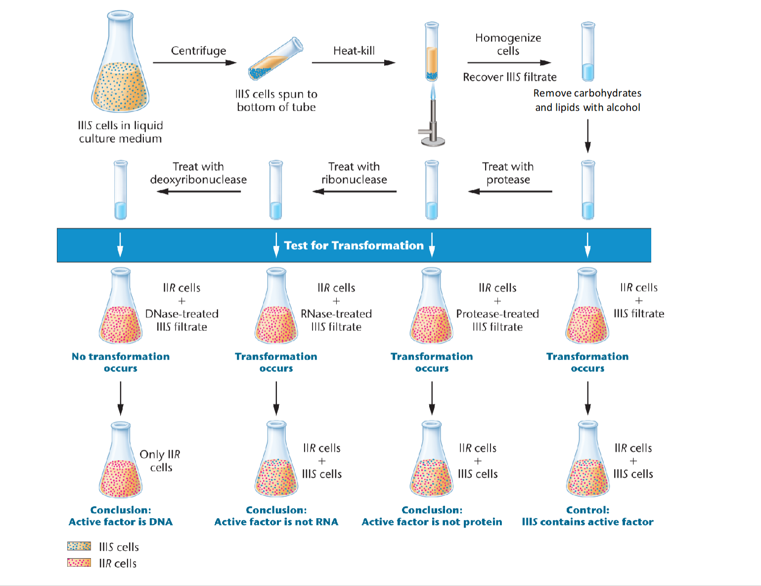<p>Avery, McCary and MacLeod experiment to find what material was passed from transforming to transformed bacteria</p><p>what was it?</p>