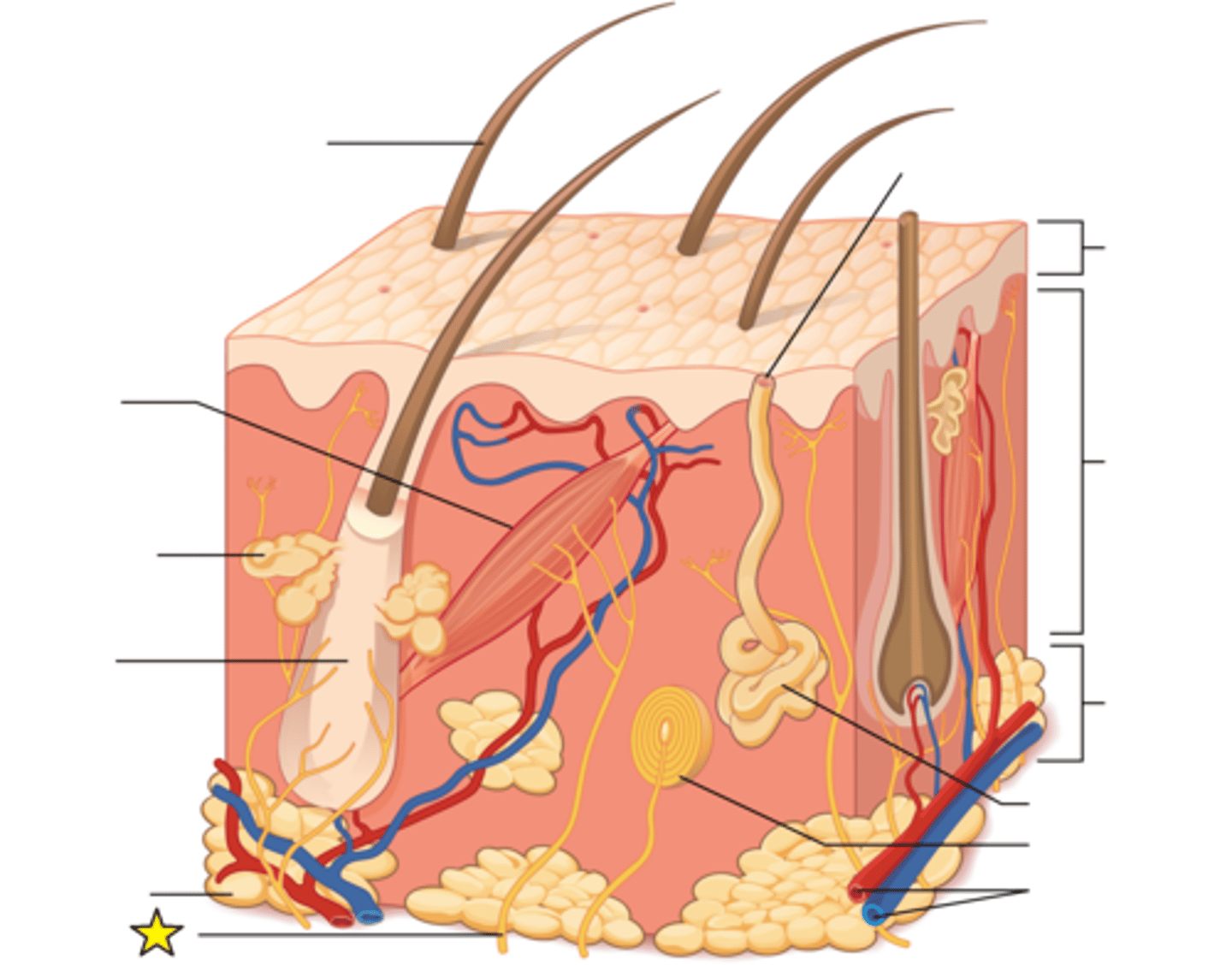 <p>Serve to sense and transmit heat, pain, and other noxious sensations. When these are not functioning properly they can produce sensations such as numbness, pins-and-needles, pain, tingling, or burning.</p>