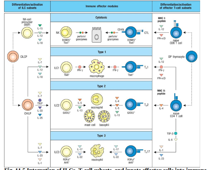 <p>Characterized by actions of NK cells and CTLs→ specialized in killing  cells with intracellular pathogens, stressed or damaged cells, tumor cells. </p><p>NK cells can be armed by IgG for ADCC</p><p>Produce IFN-gamma→ activated macrophages</p>