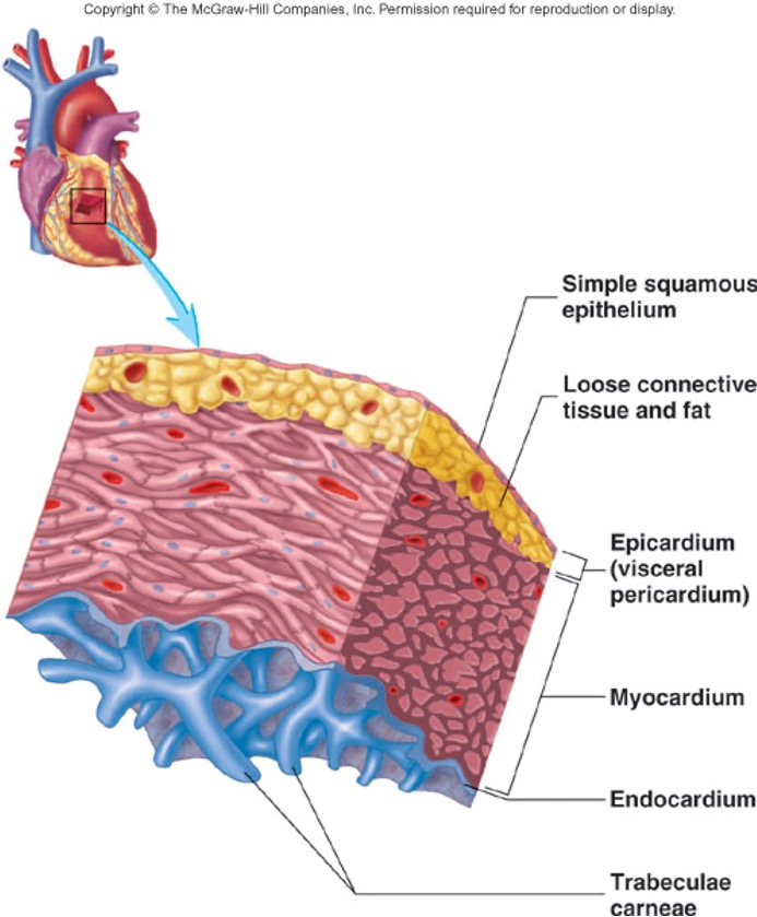 <ol><li><p>Epicardium Smooth outer surface of heart</p></li><li><p>Myocardium Composed of cardiac muscle cell, responsible for heart contracting</p></li><li><p>Endocardium Smooth inner surface of heart chambers</p></li></ol>