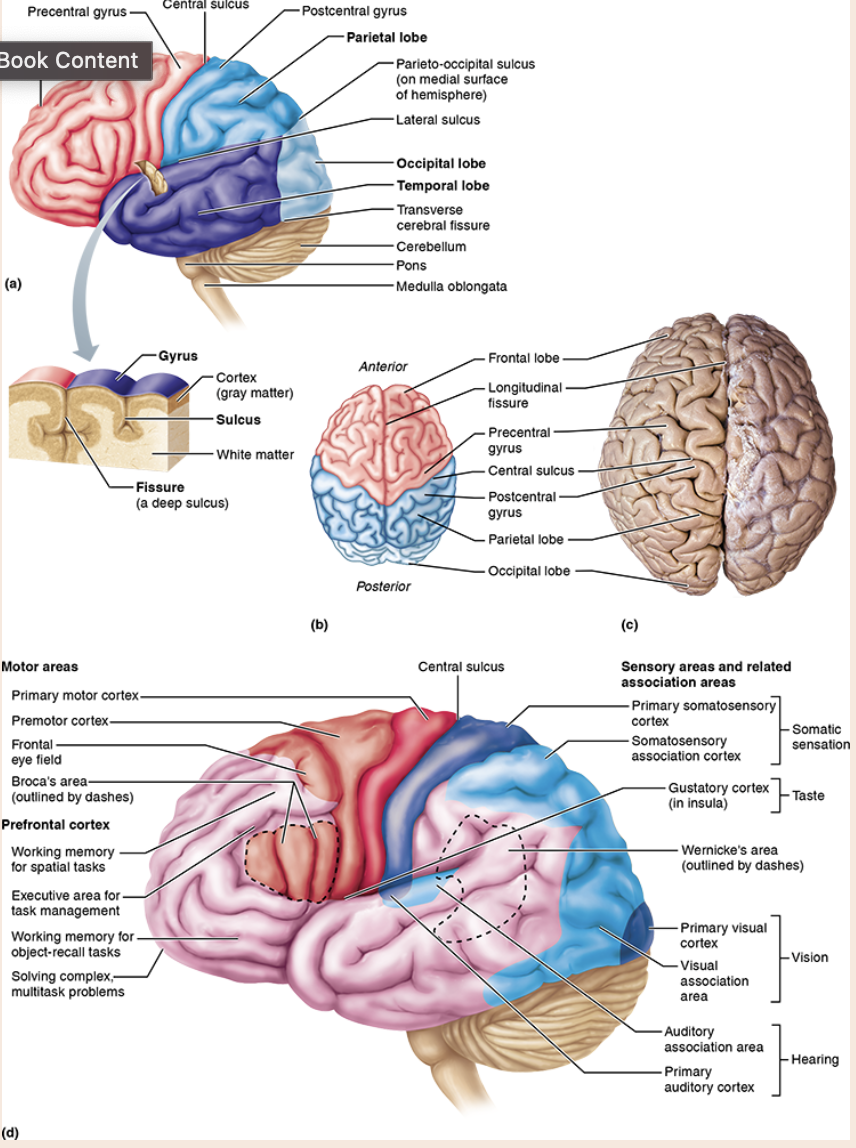 <p>frontal, parietal, occipital, temporal</p>