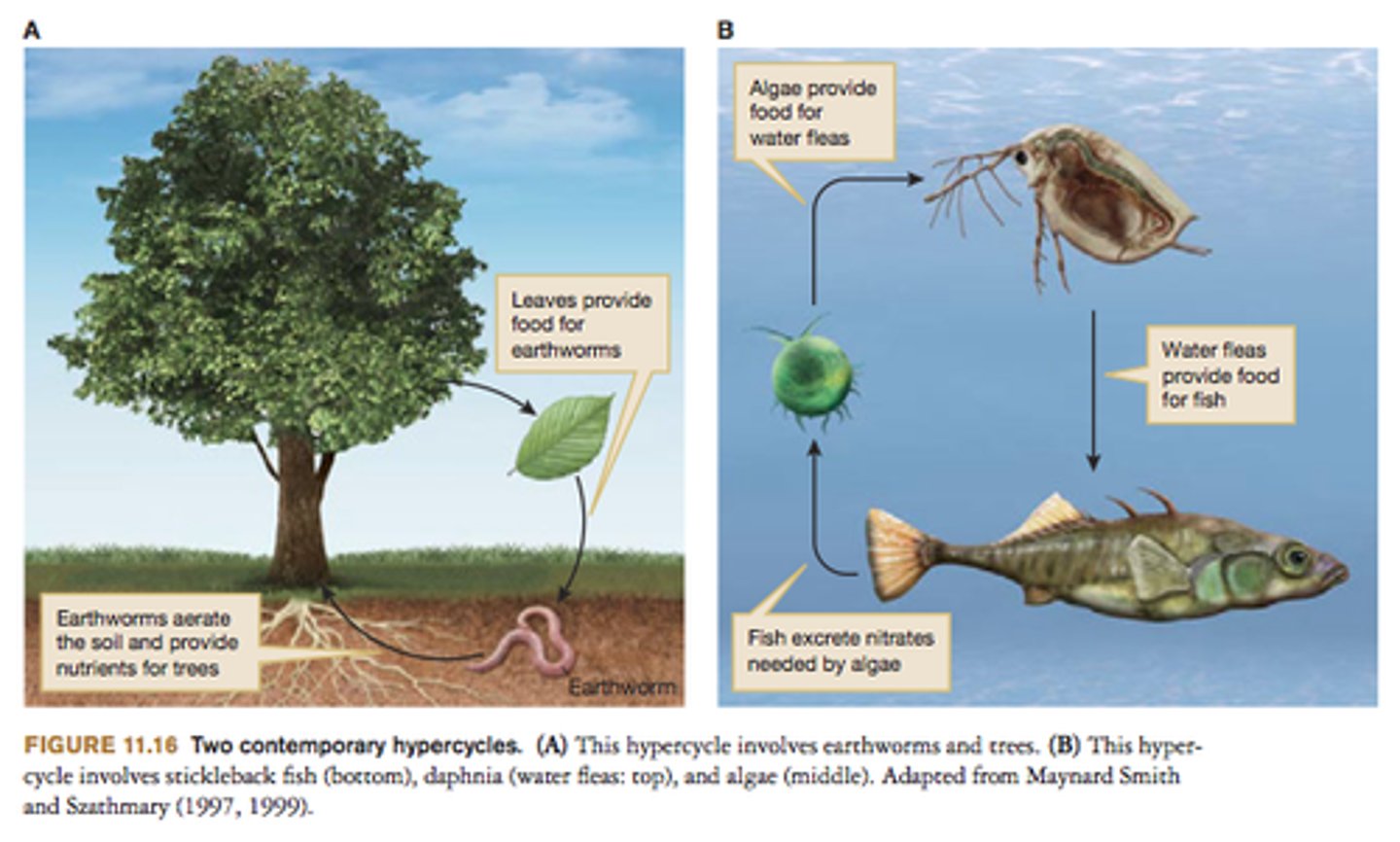 <p>· Individuals continuously feed/energize each other</p><p>- Producers make their own food from sunlight</p><p>- Consumers eat producers & other consumers</p><p>- Decomposers break down waste/dead matter, providing recycled energy to producers</p>