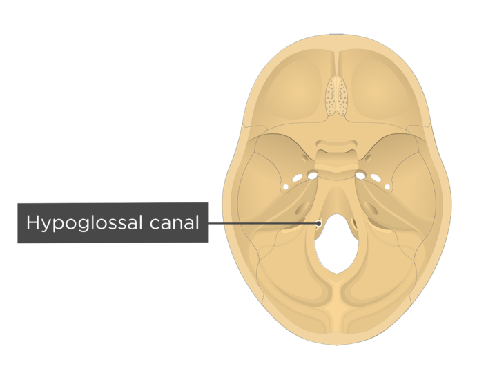 in occipital bone 