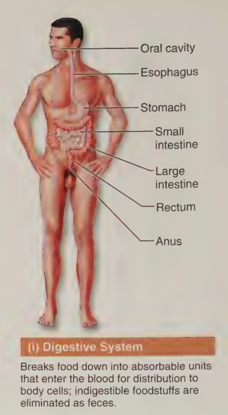<ul><li><p><strong><em>system parts:</em></strong></p><ul><li><p>piping running from mouth to butthole</p></li><li><p>esophagus</p></li><li><p>stomach</p></li><li><p>small/large intestines</p></li><li><p>liver</p></li><li><p>salivary glands</p></li><li><p>pancreas</p></li></ul></li><li><p><strong><em>system funcs:</em></strong></p><ul><li><p>break down food and deliver the products to the blood for dispersal to the body cells</p></li><li><p>pooping <span data-name="pleading" data-type="emoji">🥺</span><span data-name="poop" data-type="emoji">💩</span></p></li><li><p></p></li></ul></li></ul><p></p>