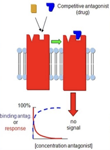 <ul><li><p><span>Bind to the same site as the agonists to block the agonist’s effect.</span></p></li><li><p><span>Their blockade can be overcome by increasing the agonist concentration, allowing a full response (100%) to be reached, though at higher doses than normal due to receptor competition. </span><span><u><span>Spare receptors</span></u></span><span>&nbsp;make this possible, since enough receptors can still be activated despite competition.</span></p></li><li><p><span>At very high doses, a competitive antagonist can occupy so many receptors that the agonist can no longer achieve its maximal response.</span></p></li><li><p><span>Shift the dose-response curve to the right</span></p></li></ul><p></p>
