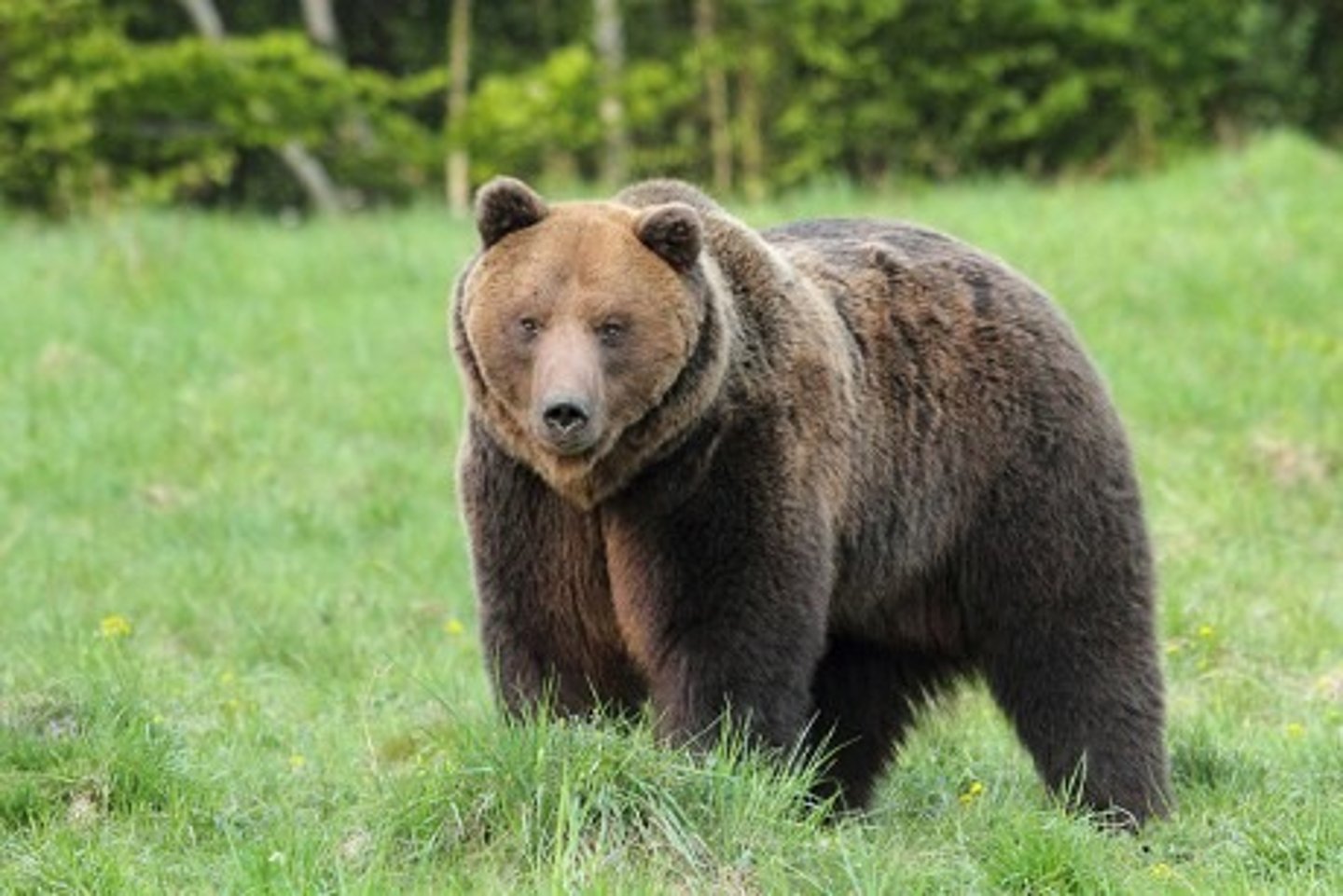 <p>bearskin</p>