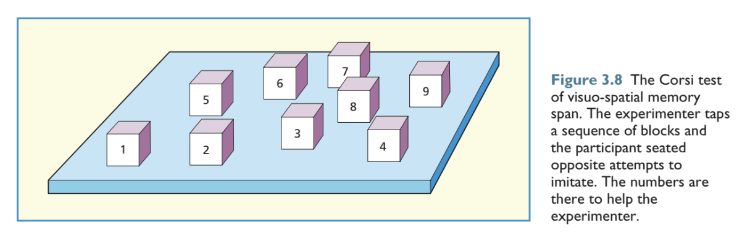 <p><span>Visuo-spatial counterpart to digit span involving an array of blocks that the tester taps in a sequence and the patient attempts to copy.</span></p>