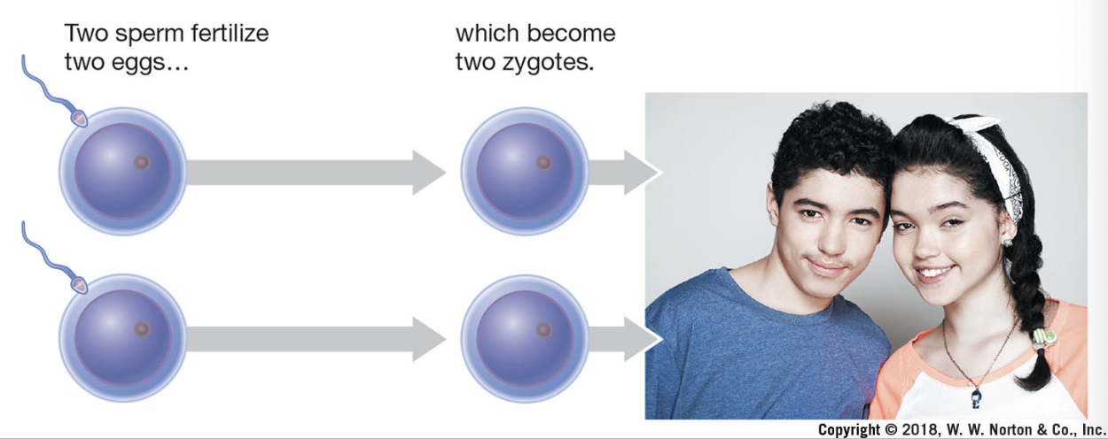 <p>fraternal twins; shares 50% of DNA (like regular siblings)</p>
