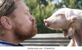 <p>pig</p>