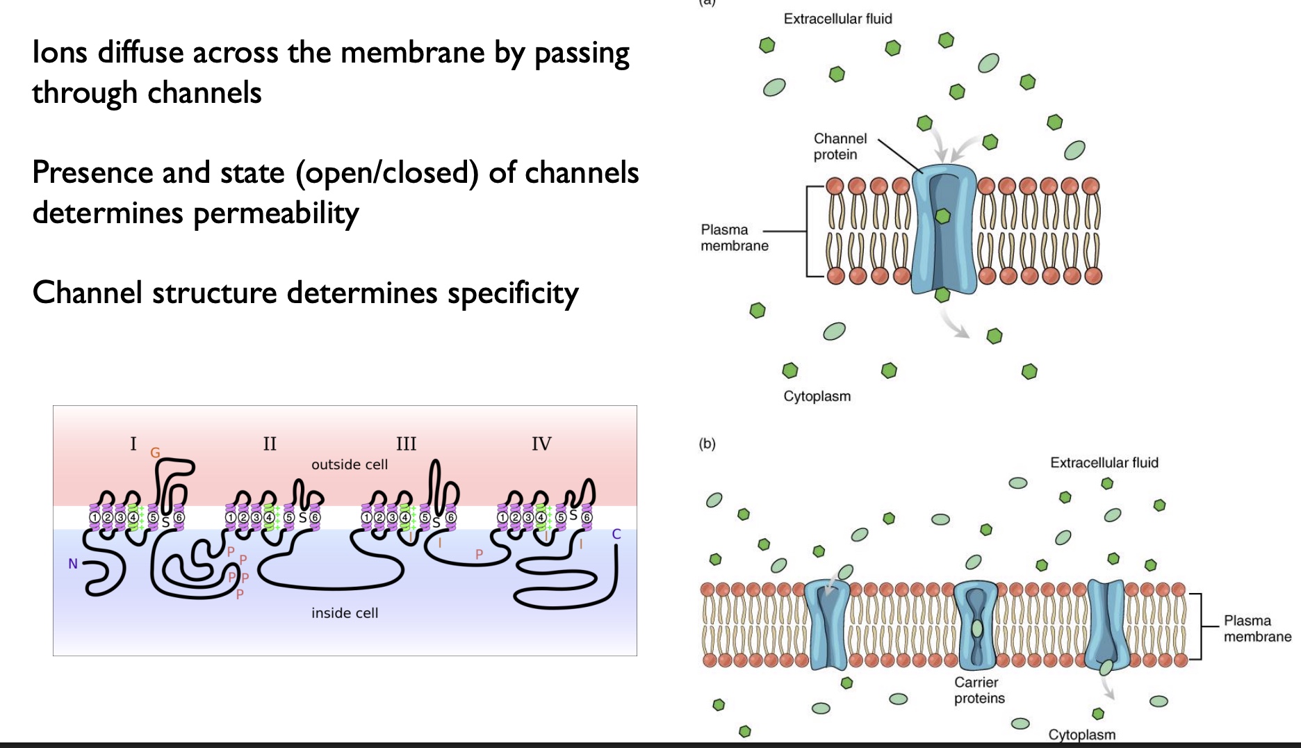 <p>-Ions diffuse across the membrane by passing through channels</p><p>-Presence and state (open/closed) of channels determines permeability (*based on stimuli)</p><p>*ex: Na+</p><p>-Channel structure determines specificity</p><p>picture… both=no energy needed</p><p><u>Simple Diffusion (top)</u></p><p>-can move rapidly, speed determined by the concentration gradient</p><p><u>Facilitated Diffusion (bottom)</u></p><p>-molecules have to temporality bind to the carrier, then the carrier changes shape and transports the molecule to the other side</p><p>-rate-limited bc of the binding!!!</p>