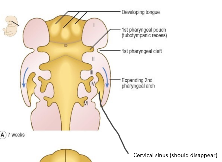 <p>cervical sinus which disappears </p>