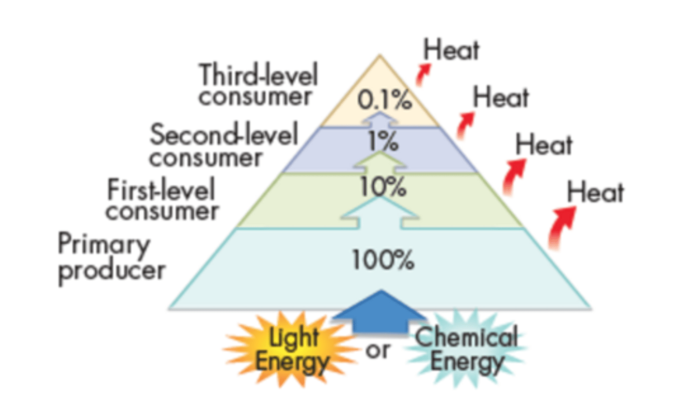 <p>A diagram that shows the relative amount of energy available at each trophic level.</p>