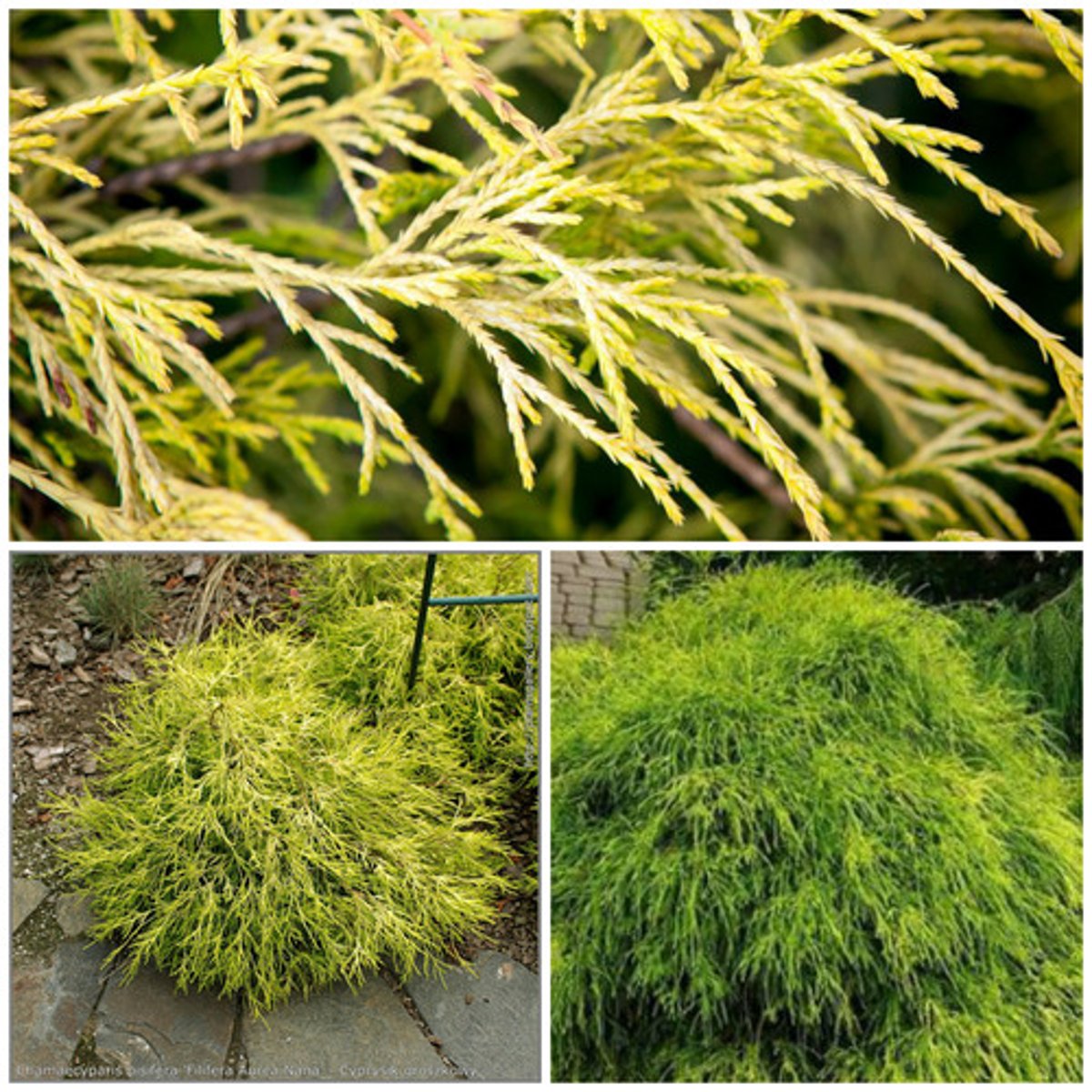 <p>Japanese falsecypress</p>