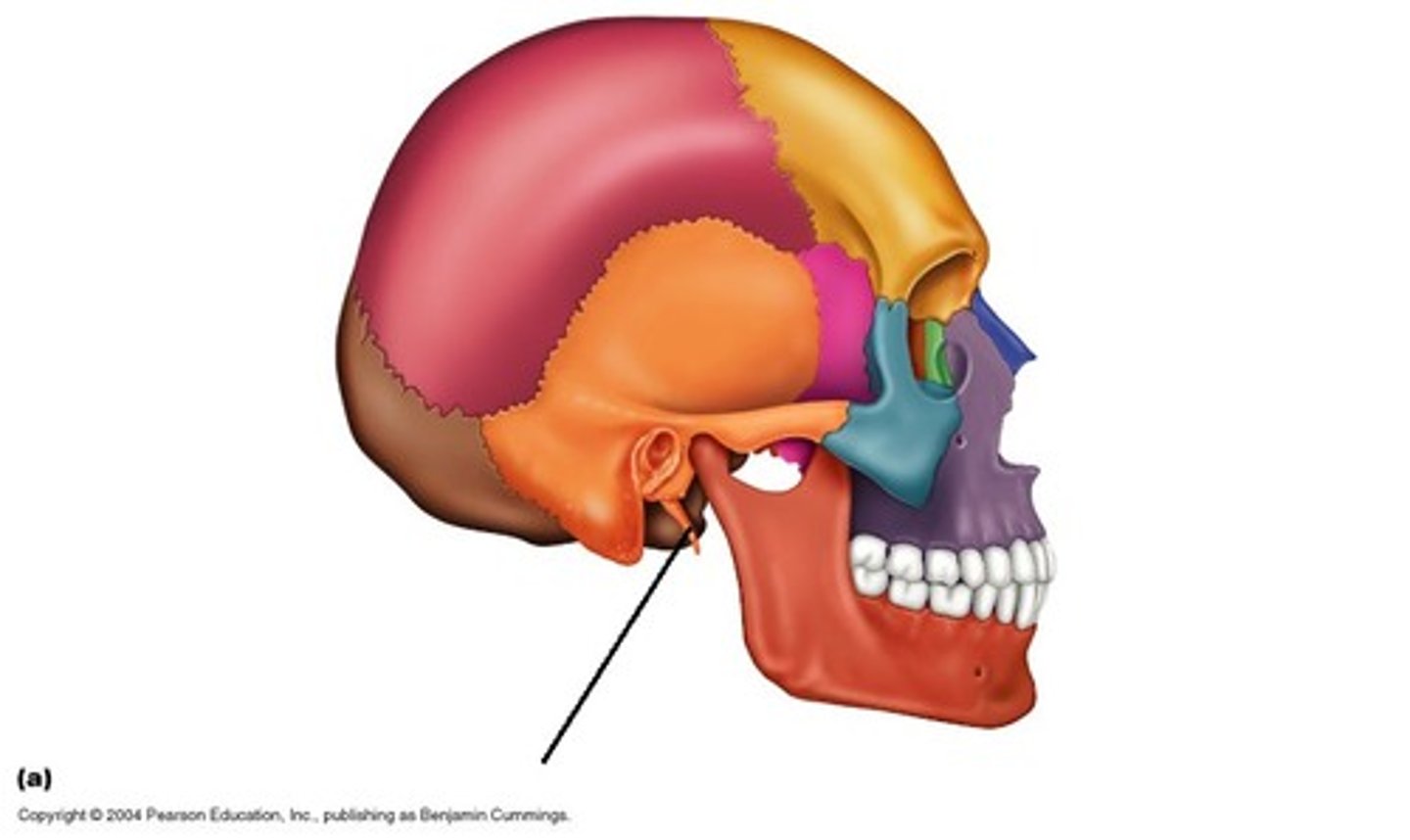 <p>Identify. Neck muscles and ligaments attach.</p>