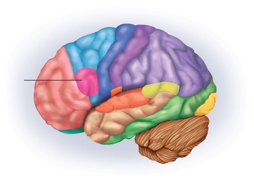 Located in the rear of the frontal lobe; responsible for understanding speech and language; directs muscle movements involved in speech
