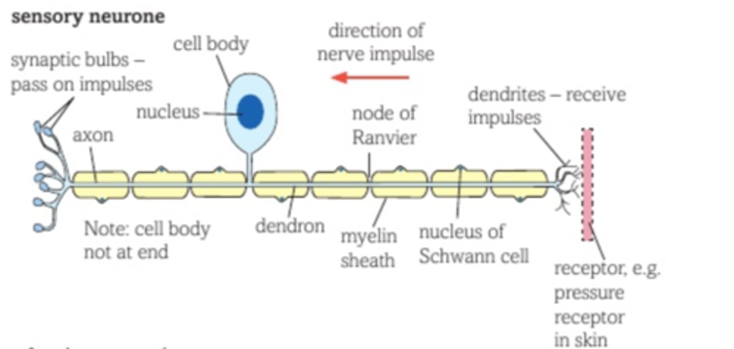 <p>Transmits impulses from a sensory receptor cell to a relay neurone, motor neurone, or the brain.</p><p>- Dendron present and links to the body cell</p><p>- Cell body in the middle of the neurone</p><p>- It is not in the CNS</p><p>- Dendrites don't connect to the cell body</p><p>- Axon is shorter than the motor neurone</p><p>- Neurone connects to the sensory receptor</p>