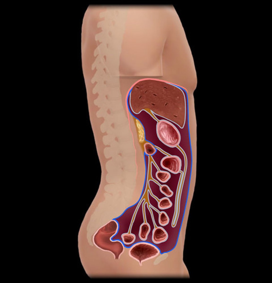 knowt flashcard image