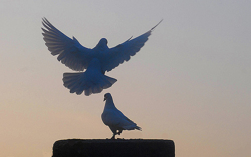 abfliegen, starten, verfliegen, entschwinden
