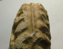 <p>Cephalopods, Pervinquieria</p>