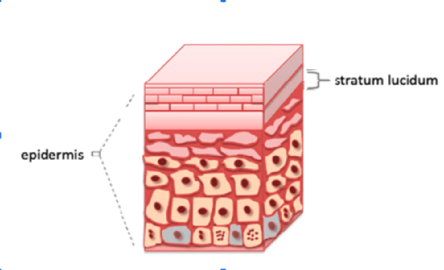 <p>Clear layer</p><p>Found only in thick skin (palms, soles)</p><p>Few rows of flat, dead keratinocytes</p>
