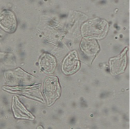 <p>What cell is this?</p>